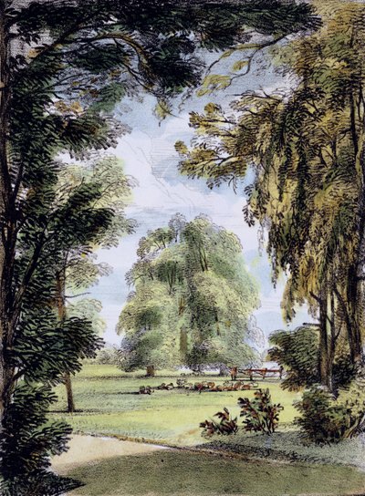 The Sister Trees, Kew Gardens, plate 8 from 